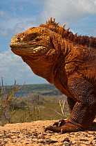 Land iguana (Conolophus subcristatus) Baltra Island, Galapagos Islands