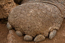 Close up of the foot pad of a Galapagos Giant Tortoise (Geochelone elephantophus / Chelonoidis nigra) Charles Darwin Research Station. Puerto Ayora,Santa Cruz Island, Galapagos, endemic