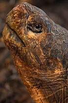 Galapagos Giant Tortoise (Geochelone elephantophus / Chelonoidis nigra) head portrait, Charles Darwin Research Station. Puerto Ayora,Santa Cruz Island, Galapagos, endemic