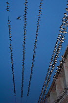 Brown-chested martins (Progne tapera) roosting on telegraph wires, Puerto Lopez, Santa Elena Peninsula, Manabi Province, Ecuador