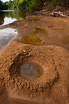 Mud nest of the Gladiator tree frog (Hypsiboas / Hyla boans) on the banks of the Rewa River, Iwokrama Reserve, Guyana