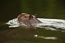 Capybara (Hydrochoerus hydrochaeris) swimming across the Rewa River, Iwokrama Reserve, Guyana
