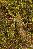 Moss-mimic katydid (Tettigoniidae) Rewa River, Iwokrama Reserve, Guyana