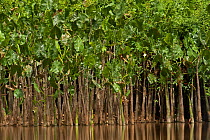Water Philodendron (Philodendron sp) growing in the Rewa River, Iwokrama Reserve, Guyana