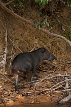 Brazilian tapir (Tapirus terrestris) beside Rewa River, Iwokrama Reserve, Guyana, Vulnerable species