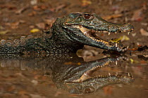 Smooth-fronted /Schneider's Dwarf Caiman (Paleosuchus trigonatus) on banks of Rewa River, mouth open, Iwokrama reserve, Guyana