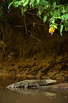 Smooth-fronted /Schneider's Dwarf Caiman (Paleosuchus trigonatus) on banks of Rewa River, Iwokrama reserve, Guyana