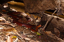 Fire snake (Chironius scurrulus) in rainforest, Rewa River, Iwokrama reserve, Guyana