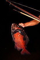 Pacu fish (Colossoma macropomum) caught with a bow and arrow, Rewa River, Guyana