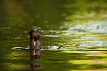 Giant otter (Pteronura brasiliensis) in the Rewa River, Iwokrama reserve, Guyana, Endangered species