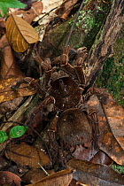 Goliath bird-eating tarantula (Theraphosa blondi) in rainforest, largest spider in the world, Rewa River, Iwokrama reserve, Guyana