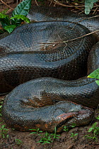 Green anaconda (Eunectes murinus) on rainforest floor, Rewa River, Iwokrama Reserve, Guyana