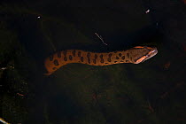 Green anaconda (Eunectes murinus) in river, Rewa River, Iwokrama Reserve, Guyana