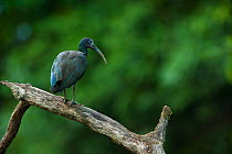 Green ibis (Mesembrinibis cayennensis) in rainforest, Rewa River, Iwokrama Reserve, Guyana