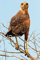 Savanna hawk (Buteogallus meridionalis) perched, savannah, Rupununi, Guyana
