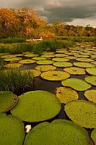 Giant Amazon / Royal water lily (Victoria amazonica) growing on permanent ponds, savannah, Rupununi, Guyana, August 2009