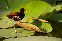Wattled jacana (Jacana jacana) on water lily pads, savannah, Rupununi, Guyana