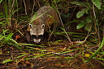 Crab-eating raccoon (Procyon cancrivorus) amongst vegetation, habituated, Savannah, Rupununi, Guyana