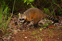 Crab-eating raccoon (Procyon cancrivorus) amongst vegetation, habituated, Savannah, Rupununi, Guyana