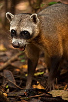 Crab-eating raccoon (Procyon cancrivorus) portrait, Savannah, habituated, Rupununi, Guyana
