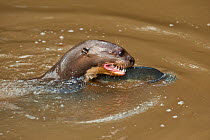 Giant Otter (Pteronura brasiliensis) eating fish in river, habituated, rehabilitated by the Karanambu Otter Trust, Savannah, Rupununi, Guyana, Endangered species