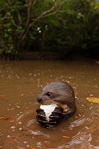 Giant Otter (Pteronura brasiliensis) feeding on fish in river, habituated, rehabilitated by the Karanambu Otter Trust, Savannah, Rupununi, Guyana, Endangered species