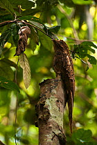 Long-tailed potoo (Nyctibius aethereus) perched in rainforest, Surama, Guyana