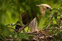 Ornate hawk-eagle (Spizaetus ornatus) juvenile at nest in rainforest, Surama, Guyana
