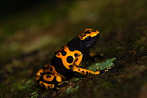 Yellow-banded poison dart frog (Dendrobates leucomelas) in rainforest, Surama, Guyana