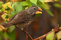 Large Ground Finch (Geospiza magnirostris) perched, eating seed, Highlands of Santa Cruz Island, Galapagos