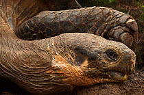 Galapagos Giant Tortoise (Geochelone elephantophus / Chelonoidis nigra) head portrait, Charles Darwin Research Station. Puerto Ayora,Santa Cruz Island, Galapagos, endemic
