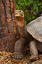 Galapagos Giant Tortoise (Geochelone elephantophus / Chelonoidis nigra) Charles Darwin Research Station. Puerto Ayora,Santa Cruz Island, Galapagos, endemic