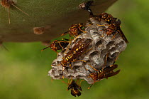 Yellow paper wasps (Polistes versicolor) on nest, introduced species, Puerto Ayora, Santa Cruz Island, Galapagos islands
