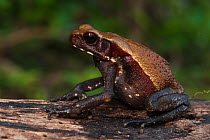Smooth-sided Toad (Bufo / Rhaebo guttatus) in rainforest, Iwokrama Reserve, Guyana