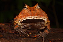 Amazon horned frog (Ceratophrys cornuta) in rainforest, Iwokrama Reserve, Guyana