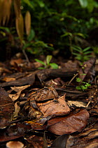 Amazon horned frog (Ceratophrys cornuta) mating pair on rainforest floor, Iwokrama Reserve, Guyana