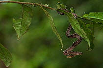 Amazon Tree Boa (Corallus hortulanus) in rainforest, Iwokrama Reserve, Guyana, digitally manipulated image