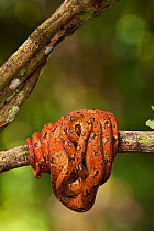 Amazon Tree Boa (Corallus hortulanus) coiled on  rainforest branch, Iwokrama Reserve, Guyana, digitally manipulated image