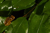 Lesser tree frog (Dendropsophus minutus) in rainforest, Iwokrama Reserve, Guyana