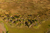 Aerial view of Mauritia Palms (Mauritia flexuosa) growing on the Savannah grasslands, Rupununi, Guyana, December 2009