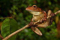Gladiator tree frog (Hypsiboas / Hyla boans) Rewa River, Iwokrama Reserve, Guyana