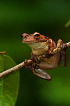 Gladiator tree frog (Hypsiboas / Hyla boans) Rewa River, Iwokrama Reserve, Guyana
