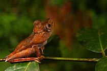 Tree frog (Hyla / Hypsiboas calcarata) balancing on twig, Iwokrama Reserve, Guyana