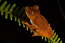 Map tree frog (Hyla / Hypsiboas geographicus) in rainforest, Iwokrama Reserve, Guyana