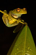 Tree frog (Hypsiboas /  Hyla cinerascens) in rainforest, Iwokrama Reserve, Guyana