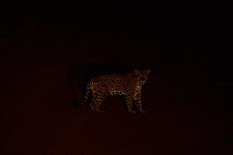 Jaguar (Panthera onca) in rainforest at night, Iwokrama Reserve, Guyana, Endangered