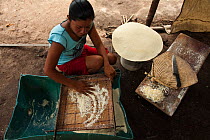 Macushi woman preparing cassava bread from Cassava / Yuca (Manihot esculentus),  crop is harvested, peeled, grated, squeezed to a matape, sieved, and roasted into a large flat piece of bread, Fairview...