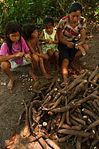 Macusha woman and children preparing cassava bread from Cassava / Yuca (Manihot esculenta),  crop is harvested, peeled, grated, squeezed to a matape, sieved, and roasted into a large flat piece of bre...