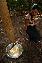 Macushi woman preparing cassava bread from Cassava / Yuca (Manihot esculenta),  crop is harvested, peeled, grated, squeezed to a matape, sieved, and roasted into a large flat piece of bread, Fairview...