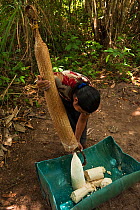 Macushi woman preparing cassava bread from Cassava / Yuca (Manihot esculenta),  crop is harvested, peeled, grated, squeezed to a matape, sieved, and roasted into a large flat piece of bread, Fairview...